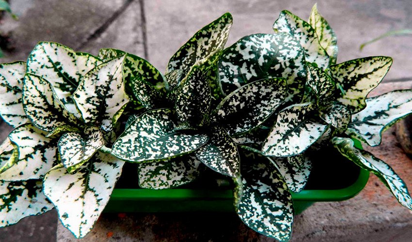 Гіпоестес Гіпоестес