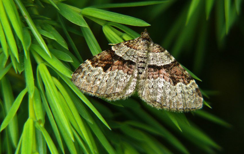 Серпінці на можжевелу Серпінці на можжевелу