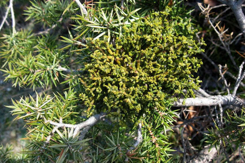 Шерстянка на можжевелу Шерстянка на можжевелу