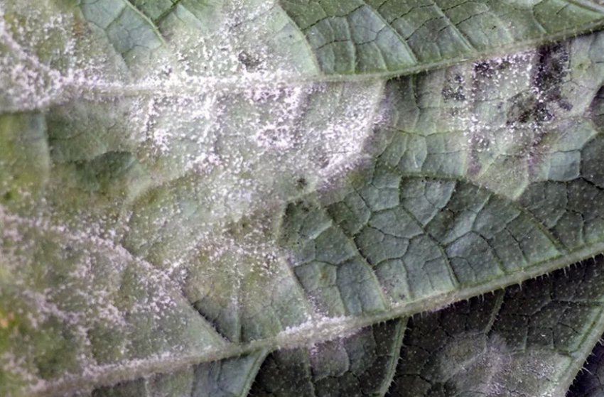 Ложна борошняна роса на гортензії