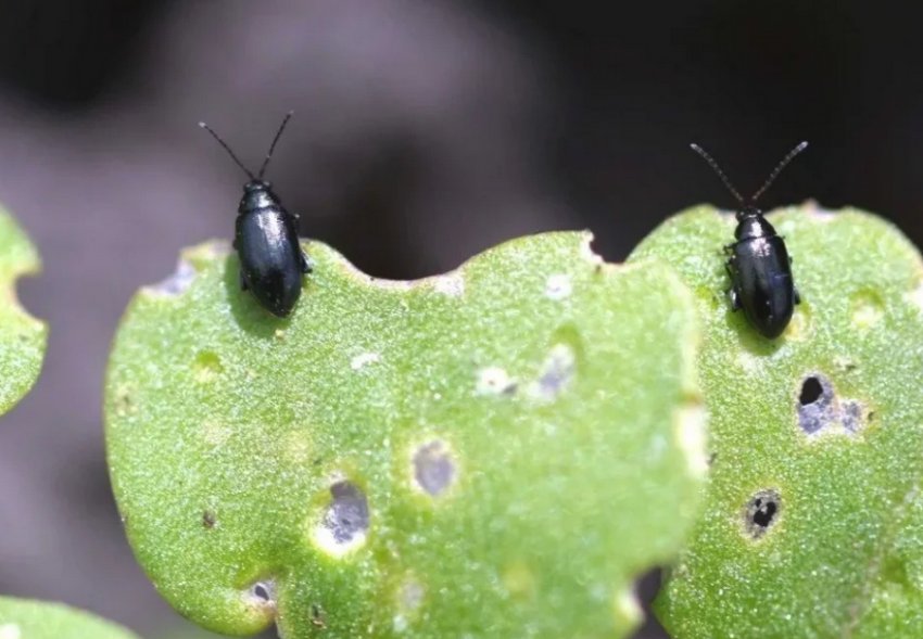 Хрестоцвітна блошка