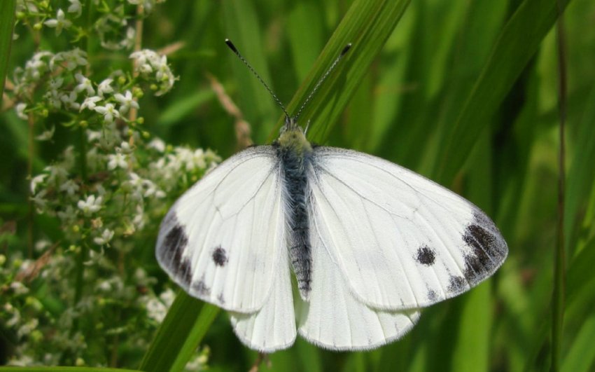 Метелики-білунки