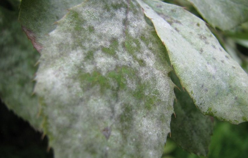 Мучниста роса