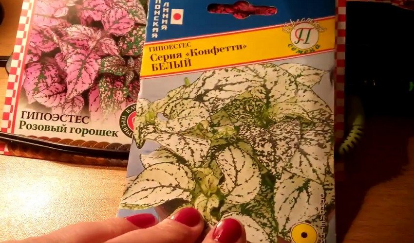 Насіння Насіння