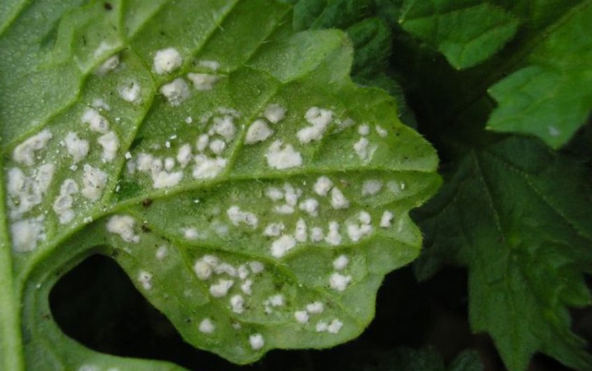 Біла хвороба