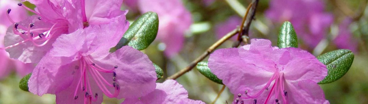 Описание рододендрона Ледебура, посадка и уход за ним