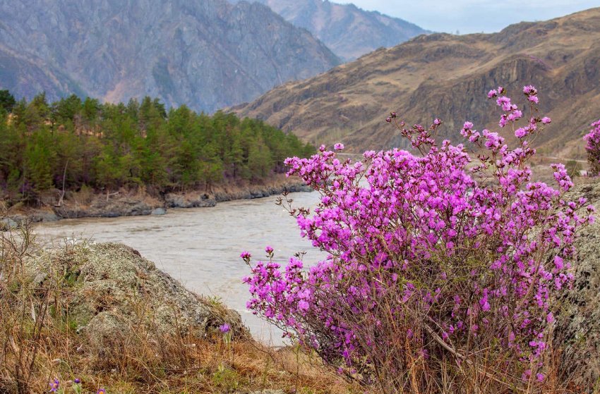 Рододендрон Ледебура Рододендрон Ледебура