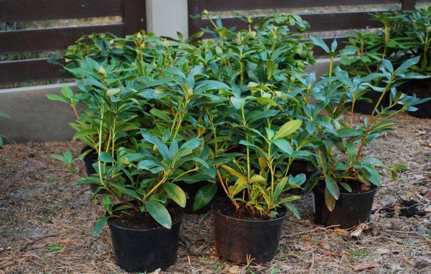 Саженцы рододендрона Саженцы рододендрона