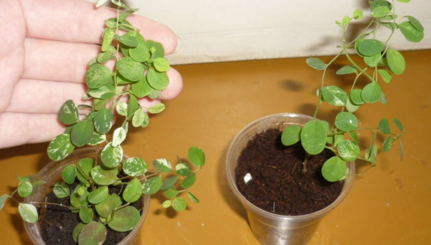 Умови вирощування брейнии Умови вирощування брейнии