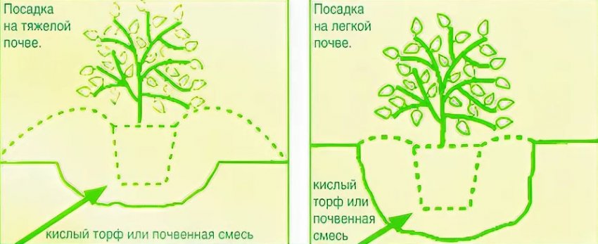 Схема посадки рододендрона Схема посадки рододендрона