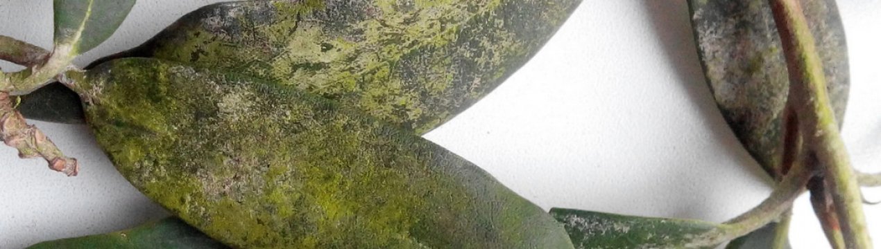 У рододендрона коричневые листья чем обработать. Смотреть фото У рододендрона коричневые листья чем обработать. Смотреть картинку У рододендрона коричневые листья чем обработать. Картинка про У рододендрона коричневые листья чем обработать. Фото У рододендрона коричневые листья чем обработать
