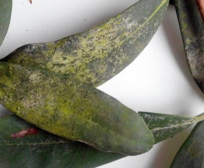 Шкідники та хвороби рододендронів, їх лікування та боротьба з ними