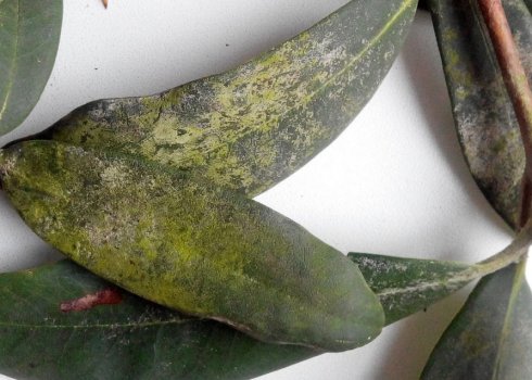 Шкідники та хвороби рододендронів, їх лікування та боротьба з ними