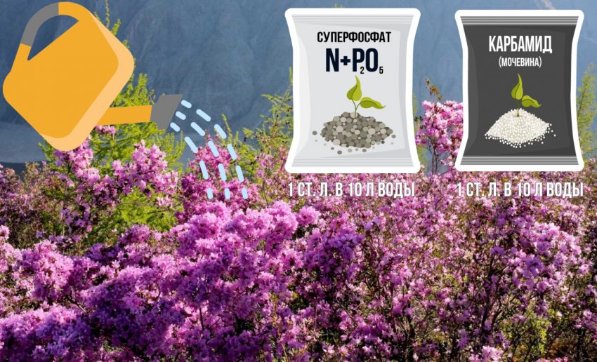 Полив и подкормка рододендрона Полив и подкормка рододендрона