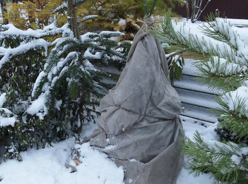 Укрытие рододендрона на зиму Укрытие рододендрона на зиму