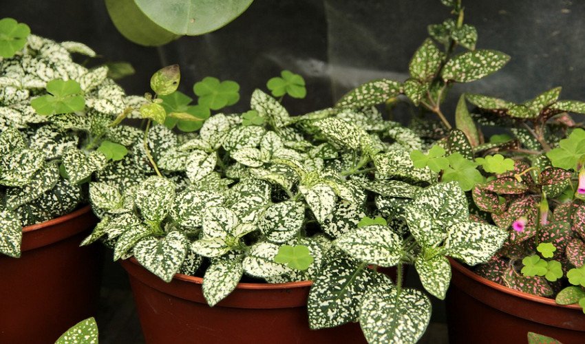 Гіпоестес Гіпоестес