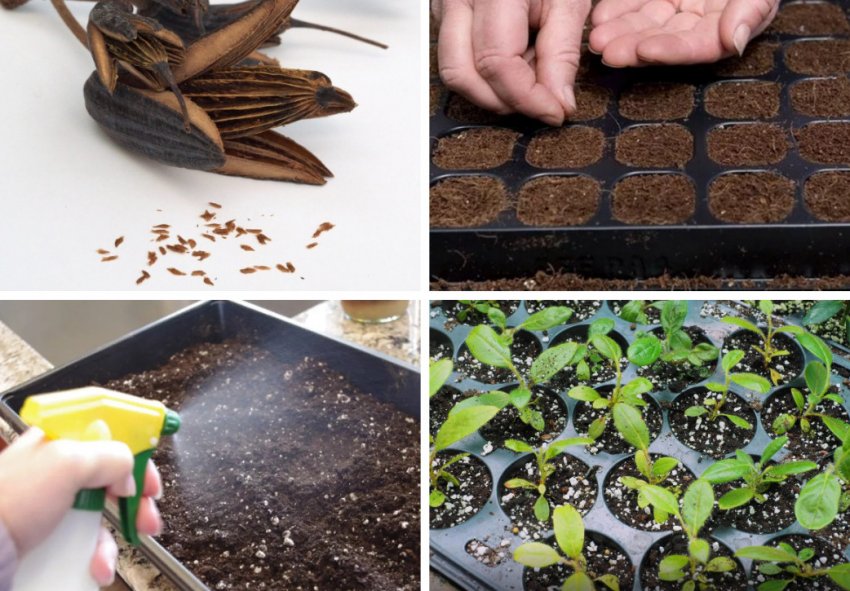 Размножение рододендрона семенами Размножение рододендрона семенами