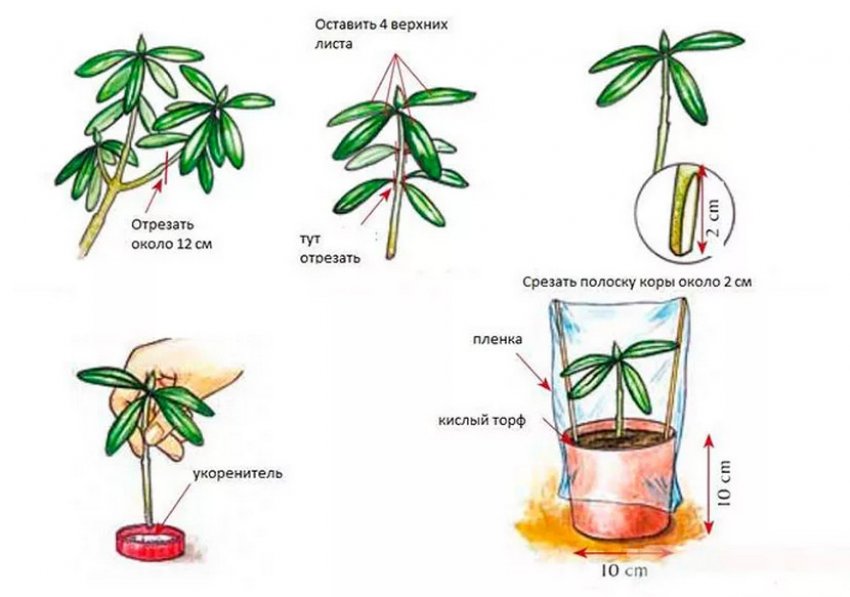 Размножение рододендрона черенками Размножение рододендрона черенками