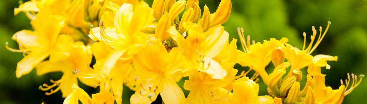 Фото, опис, посадка і догляд за жовтим рододендроном