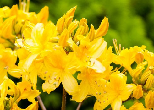 Фото, описание, посадка и уход за жёлтым рододендроном