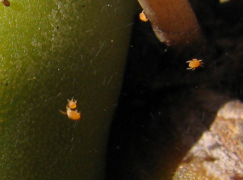 Павутинний кліщ