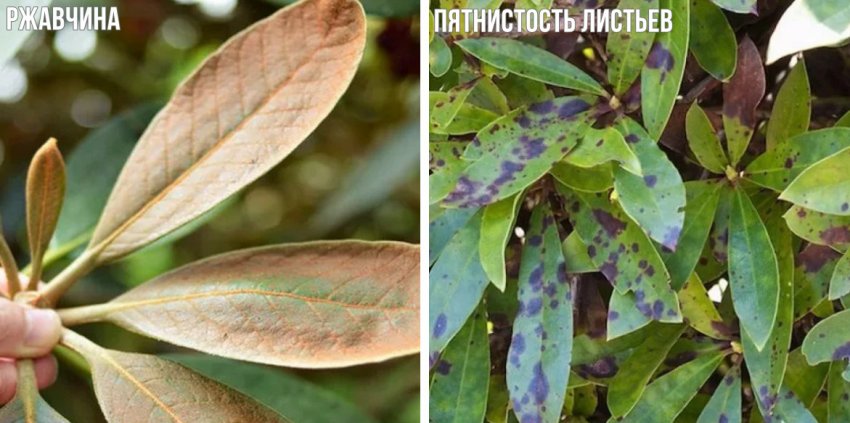 Болезни рододендрона Болезни рододендрона