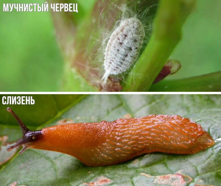 Вредители рододендрона Вредители рододендрона