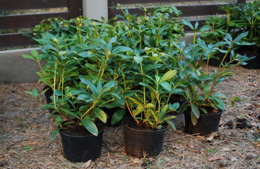 Саженці рододендрона