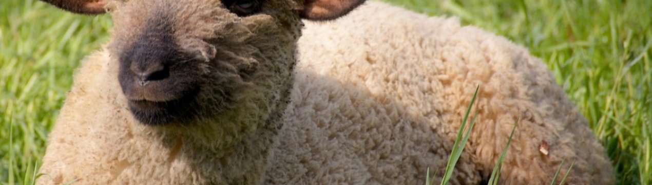 У румунському порту потонуло понад 14 тисяч вівцей