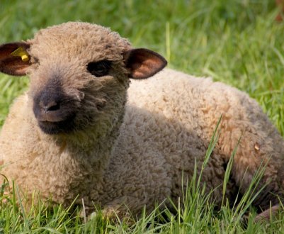 У румунському порту потонуло понад 14 тисяч вівцей