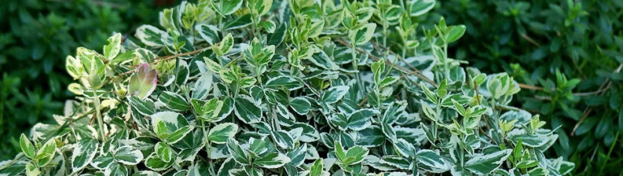 Сорти барбарису Форчуна - застосування, посадка, догляд та розмноження