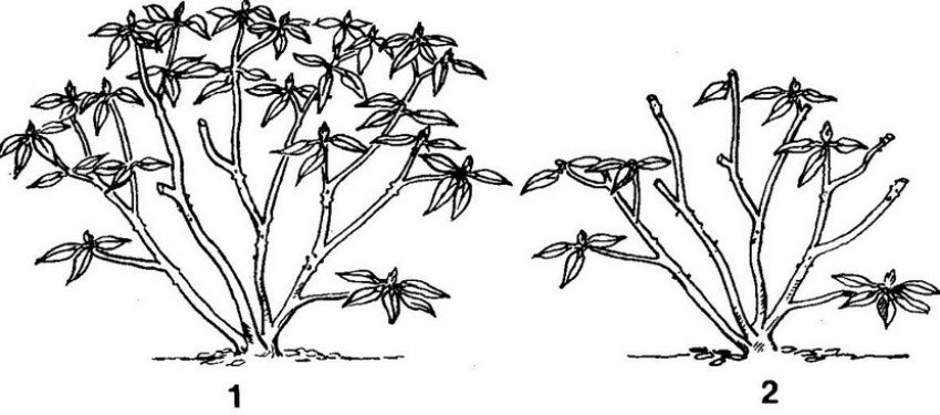 Омолоджуюча обрізка рододендрона