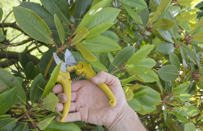 Формуюча обрізка рододендрона