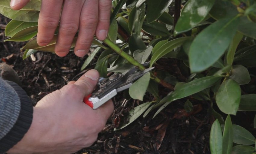 Санітарна обрізка рододендрона