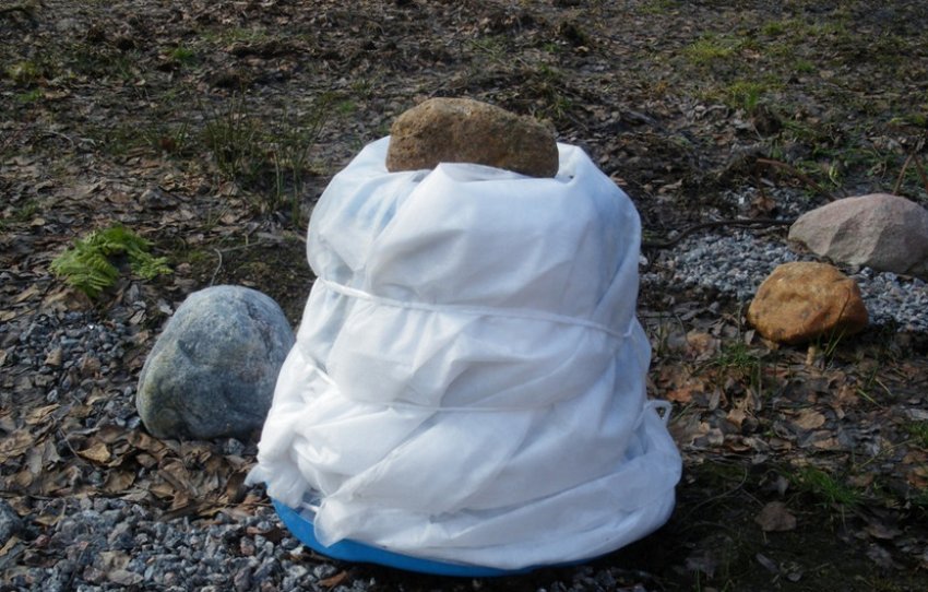 Укриття рододендронів на зиму