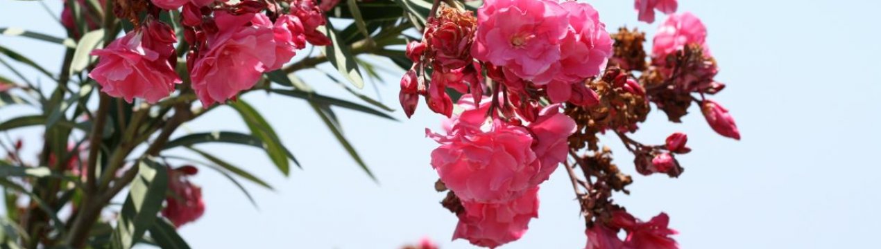 Олеандр: догляд та вирощування в домашніх умовах