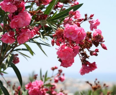 Олеандр: догляд та вирощування в домашніх умовах