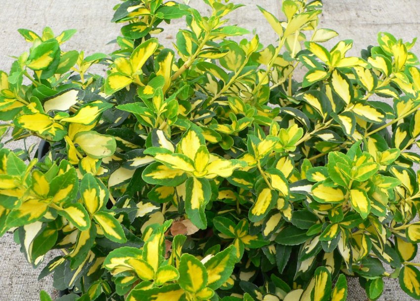 Бересклет Санспот