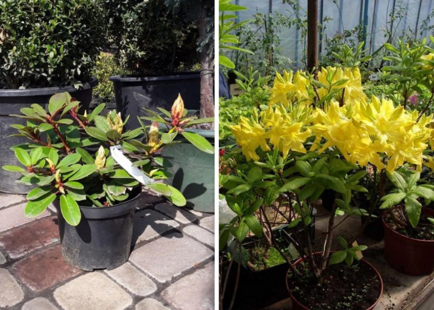 Розмноження рододендрона