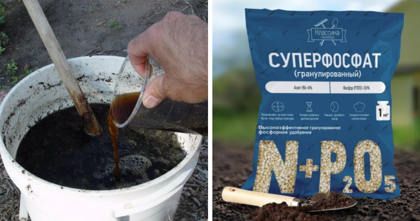 Чем опасен бересклет бородавчатый. Смотреть фото Чем опасен бересклет бородавчатый. Смотреть картинку Чем опасен бересклет бородавчатый. Картинка про Чем опасен бересклет бородавчатый. Фото Чем опасен бересклет бородавчатый