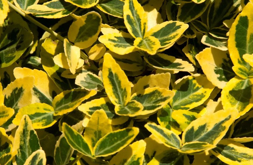 Барвінник Смарагд Голд