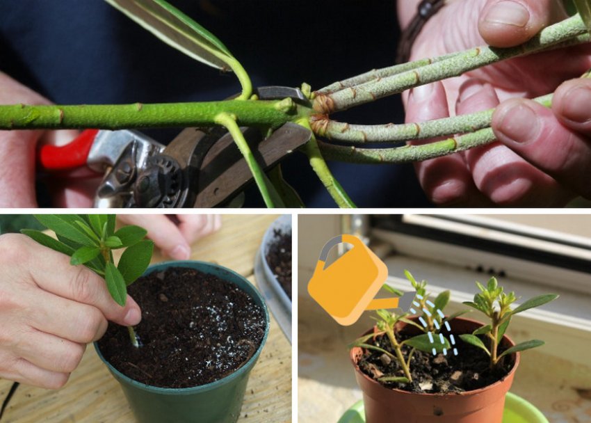 Закоренення черенків