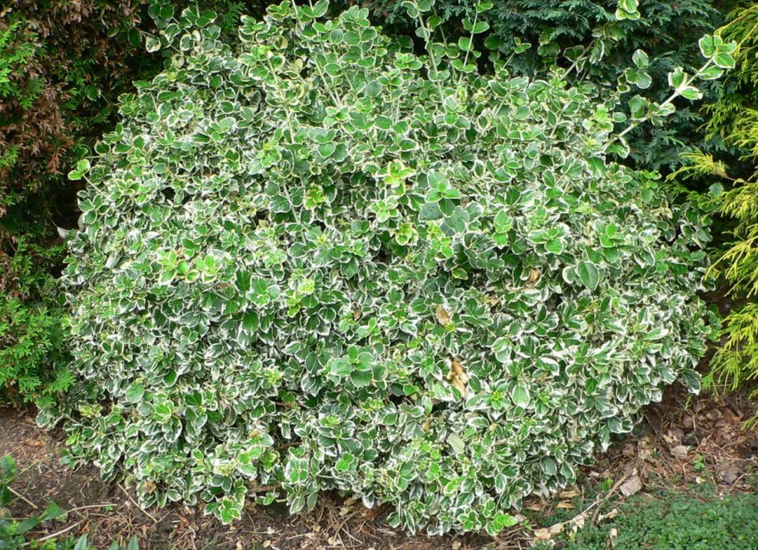 Барвінник Срібна Королева