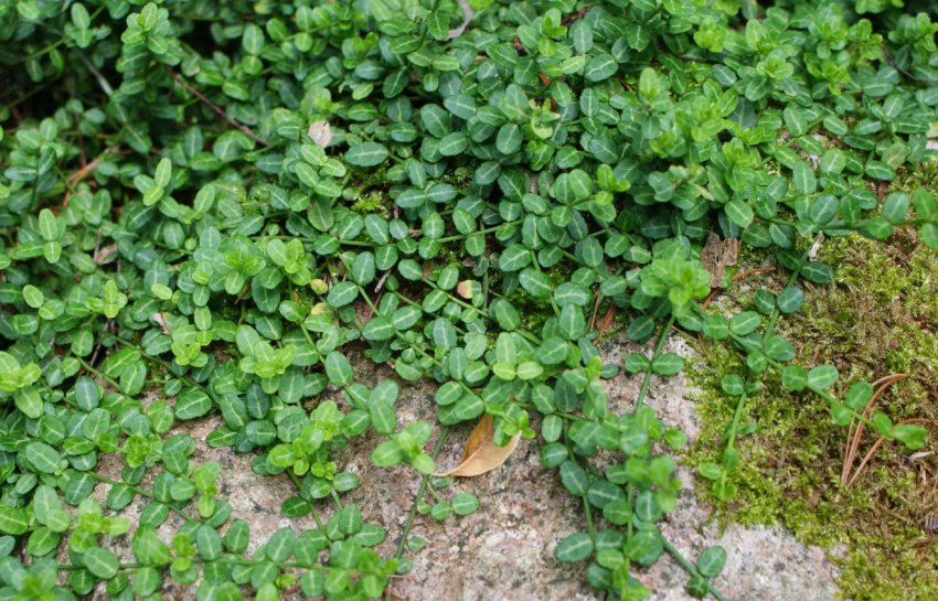 Бересклет Минимус