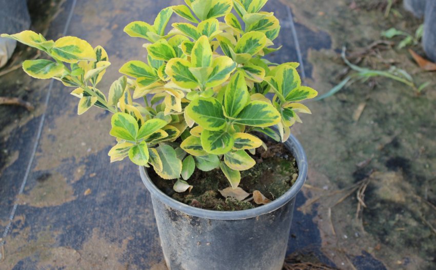 Саджанець барбарису