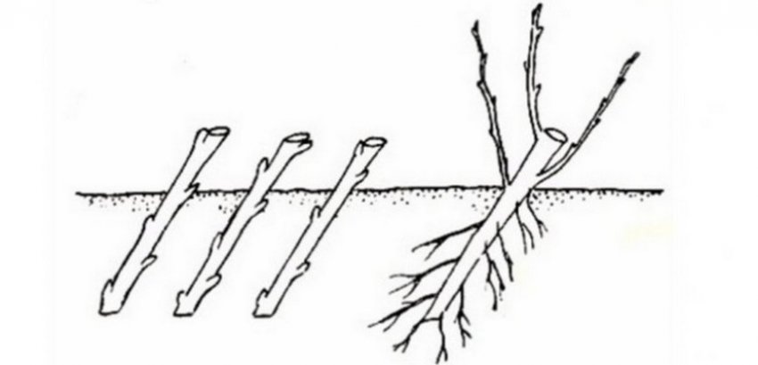 Розмноження старими пагонами