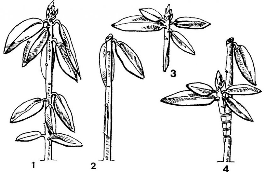 Прививка рододендрона