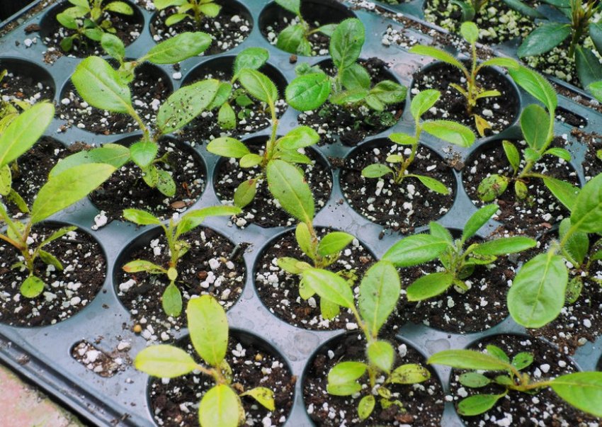 Розмноження рододендрона насінням