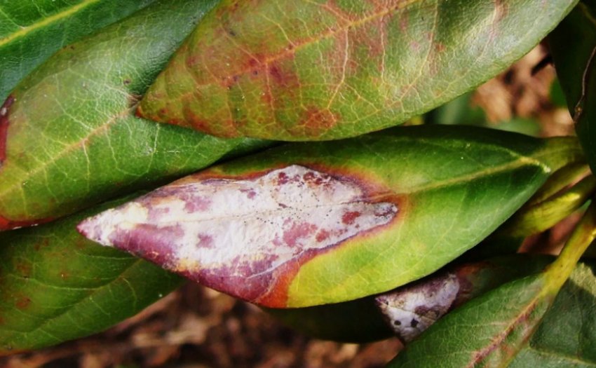 Фузаріоз рододендрона