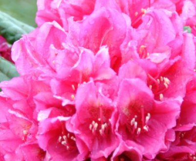 Опис видів і сортів рододендронів